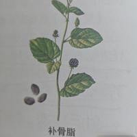 补骨脂配核桃仁：中医经典药对的六大功效与配伍应用