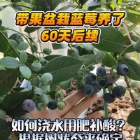 盆栽蓝莓挂果期水肥管理指南