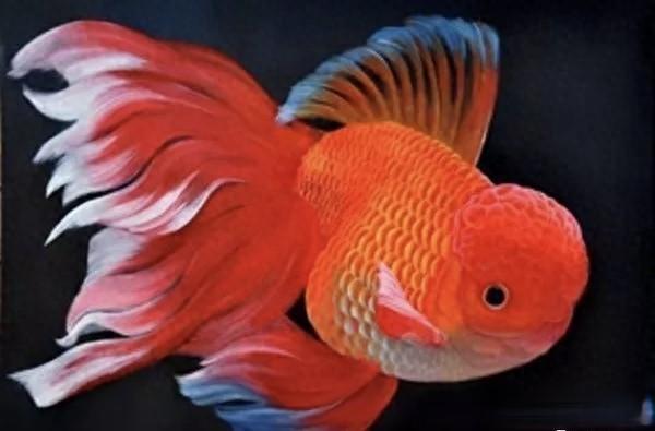 养鱼旺家的科学真相：环境改善与生活自律