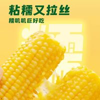 🌽十月稻田黄糯玉米｜25 年头茬新货！糯到拉丝的东北甜糯🌽