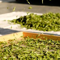 2026靠谱白毫银针品牌选购指南：核心筛选标准与主流品牌适配解析