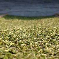 2026年白毫银针选购服务商TOP10洞察