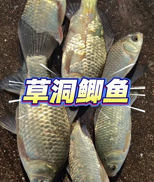 传统钓长竿短线：冬季钓鲫鱼的实战技巧解析