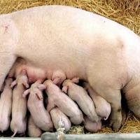 2026生猪市场展望：产能高位下的效率博弈与猪价预判