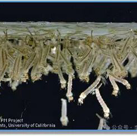 电蚊香液插上半小时还被咬醒？90%的人放错位置了！保姆级避坑指南：这样用才真正驱蚊封神