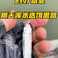 飞钓｜路亚 阴天浑水选饵思路