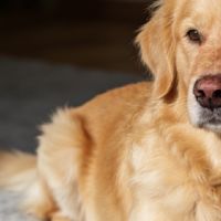 分享2026宠物空气净化器十大排名，哪个牌子好？杀菌除味优先选