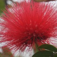 爱拍花花草草｜马銮湾双溪湿地公园，藏在城市里的春日花海秘境