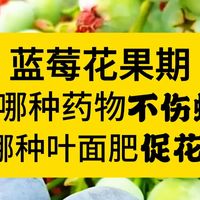 蓝莓花果期： 打哪种药物不伤蜂？打哪种叶面肥促花果？