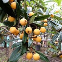 树熟≠真熟：芒果枇杷网购避坑指南，90%的人第一步就选错了