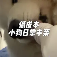 低成本小狗日常丰容：酸奶瓶再利用指南