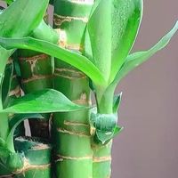 春日桌面焕新：富贵竹盆栽