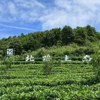 福鼎白茶推荐指南：常见问题全解答