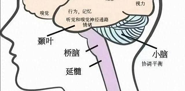 前额叶发育程度决定孩子表现？脑科学视角下的5大特征与培养策略_早教启智_什么值得买