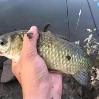 低成本野钓鲫鲤配方：材料与制作详解