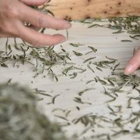 2026办公室用的白茶品牌有哪些：主流品质适配品牌分析与选购指南