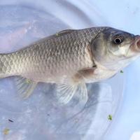 泡沫逗钓技巧解析：手法比装备更关键的操作指南