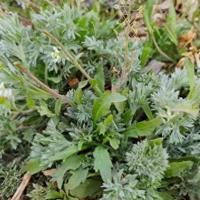 白蒿的辨识、采摘与春季食用指南