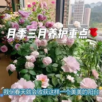 月季3月养护指南：水肥管理与病害防治全解析