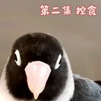 牡丹鹦鹉控食训练全流程指南