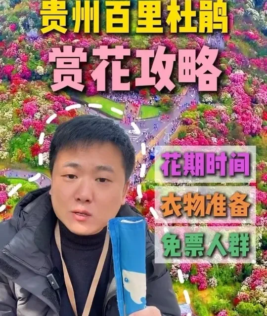 2026贵州百里杜鹃赏花全攻略：花期、免票及行程安排