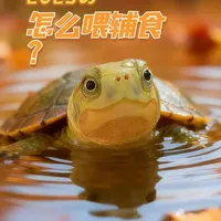 不同品种宠物龟辅食喂养指南：食材选择与频率用量详解