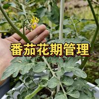 番茄花期管理方法，施肥和授粉需要注意。磷酸二氢钾也不要和钙镁硼锌铁混用。