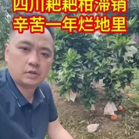 四川耙耙柑滞销调查：出口受阻导致回流内销，果农面临低价抛售困境