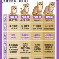 从奶猫到老年猫｜猫咪全年龄段喂养指南✅