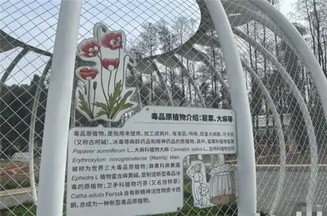 武汉植物园现罂粟花 园方:用于科普 配有密码锁