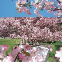 a7c2直出参数｜这样拍海棠花太清透了！