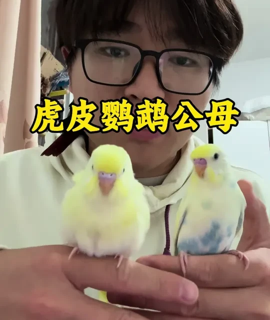 虎皮鹦鹉公母分辨方法：鼻色、耻骨与DNA检测