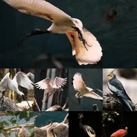 器材不是最重要的（附8条拍摄心得