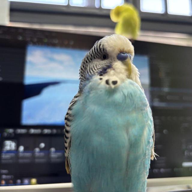 记录一下养虎皮常见的问题和个人经验