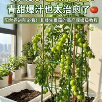 实现小番茄自由！青甜爆汁也太治愈了🍅