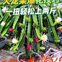 火龙果高产管理实操指南：修剪弯枝与疏花施肥技术解析
