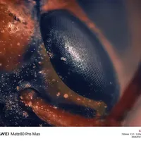 别再用外接镜头了！华为手机直接拍显微级马