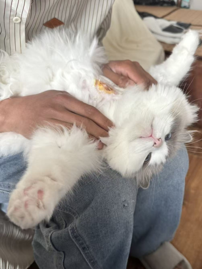 瑞德医生宠物皮肤病预防