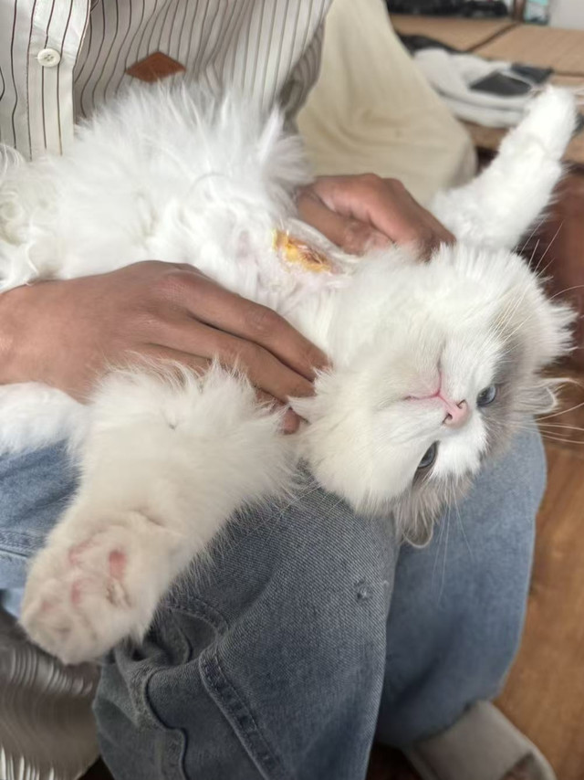 虚惊一场，怀疑是猫癣紧急入手伍德氏灯