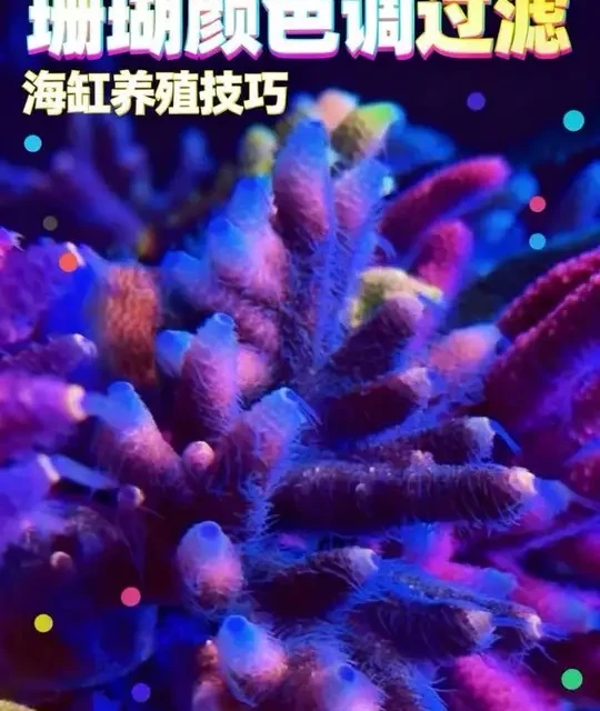 海缸物理过滤：珊瑚导向的系统调优指南