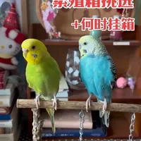 鹦鹉繁殖箱选购与安装指南