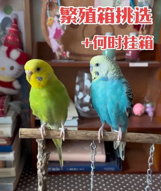 鹦鹉繁殖箱选购与安装指南