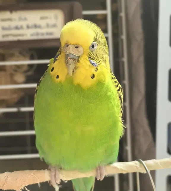 养了快9年的流浪老奶奶虎皮长寿秘诀大公开