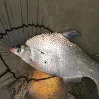 打窝了半天都没鱼咬钩？想要发窝快可以这样打窝，一般下竿就有口