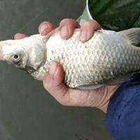 新手打窝第一把就输光！鲫鱼打窝三不原则！做不到难怪你总空军！