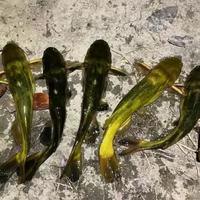 腥腥腥！专攻黄辣丁的“秘制窝料”，今天免费教你做