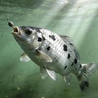 干货：专钓鲫鱼的鱼饵秘方，只分享这一次，建议收藏看