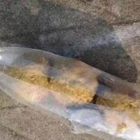 这东西大有用处！打窝用上它，诱鱼快如闪电，关键下竿就中鱼