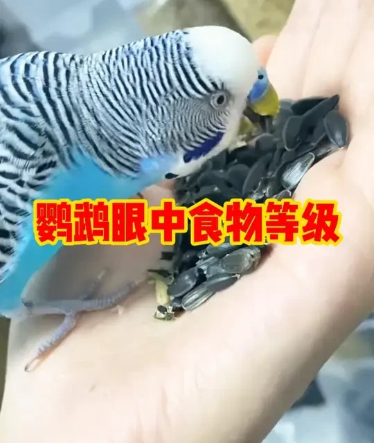 鹦鹉眼中的食物等级划分与科学喂养指南