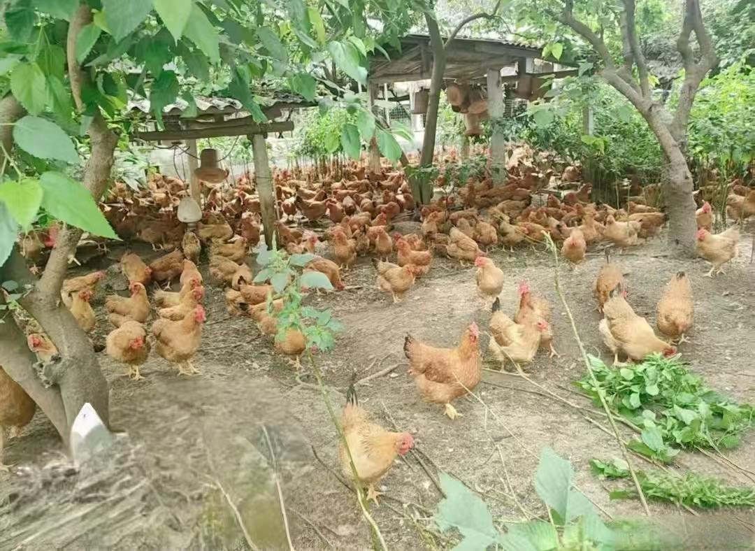 前有温氏送鸡后有小熊送电，佛山企业把莫氏鸡煲给“包圆了”